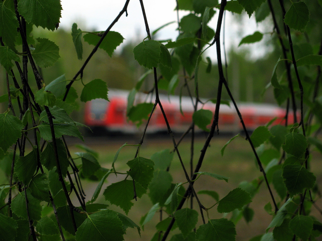 Mal ein Experiment zum M�nnertag mit Lindenbl�ttern. Im Hintergrund durcheilt ein RE 2 nach Cottbus den Streckenabschnitt zwischen Bestensee und Gro� K�ris am 1.Mai 2010. Wie gef�llt es euch?
