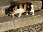 Beim Warten auf den RB 36 nach Frankfurt oder, verkürzte diese Katze einem die Zeit am 30. Dezember 2013 im Bahnhof Sorkow (Mark).  