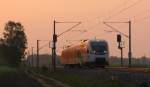 Als n�chstes kam gleich im sch�nen Morgenlicht ein Talent der M�rkischen Regiobahn nach Brandenburg zum Austausch auf der Linie Brandenburg - Rathenow.